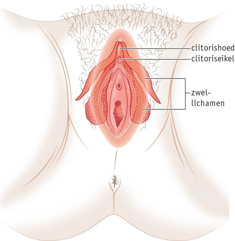 2020 bvj hv 2 t4 bs2 04b m clitoris