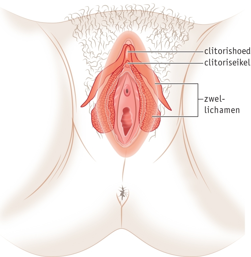 2020 bvj hv 2 t4 bs2 04b m clitoris